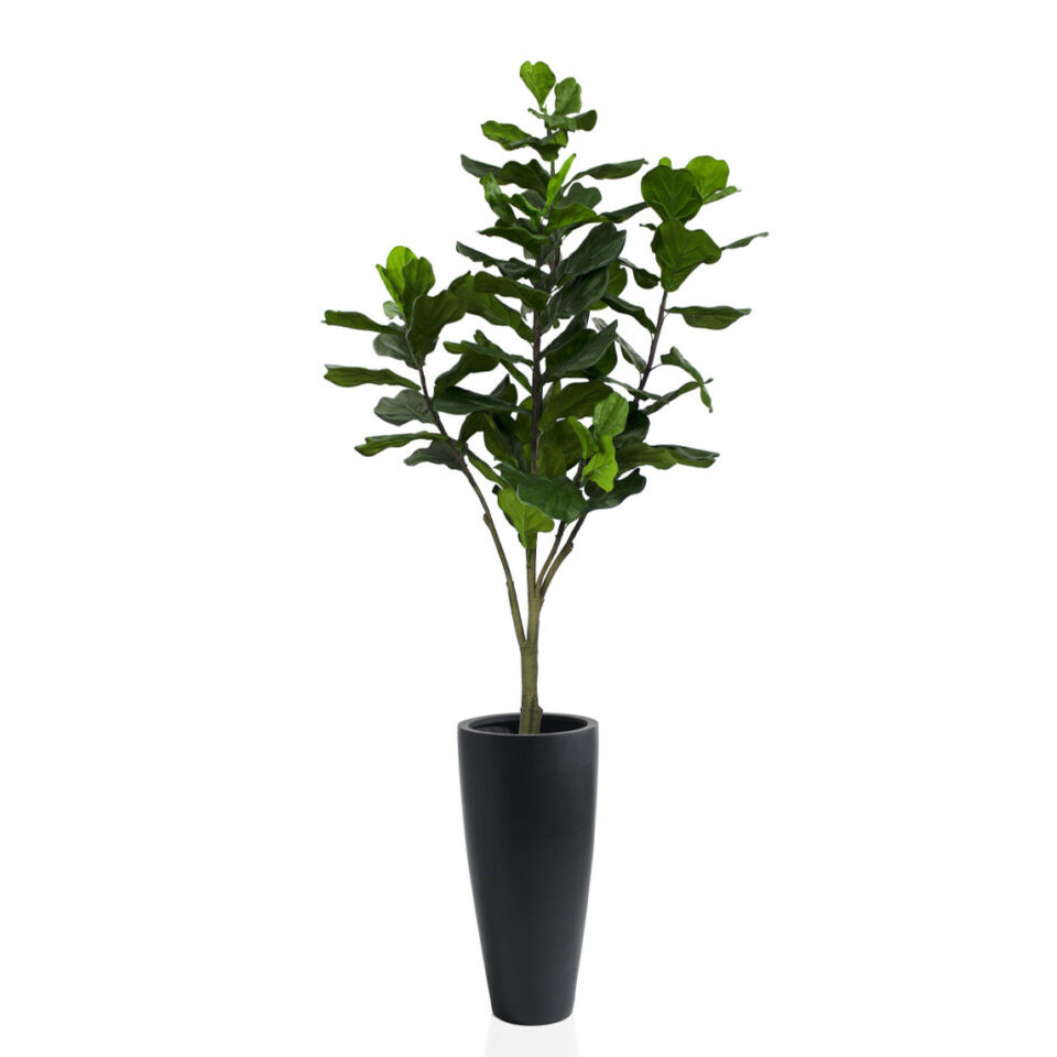 monstera plants for sale GIANT Thai constellation monstera *NAPA PICK UP OR DELIVERY ONLY*