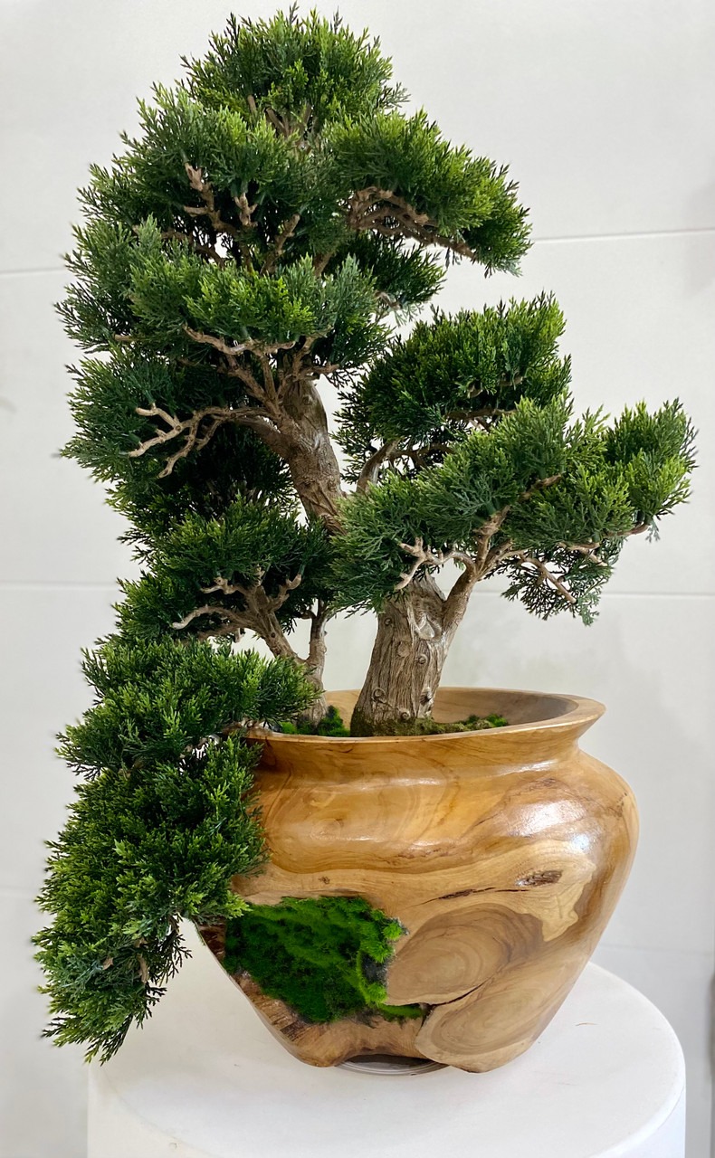 Small Bonsai Tree in Hand Carved Teak Vase