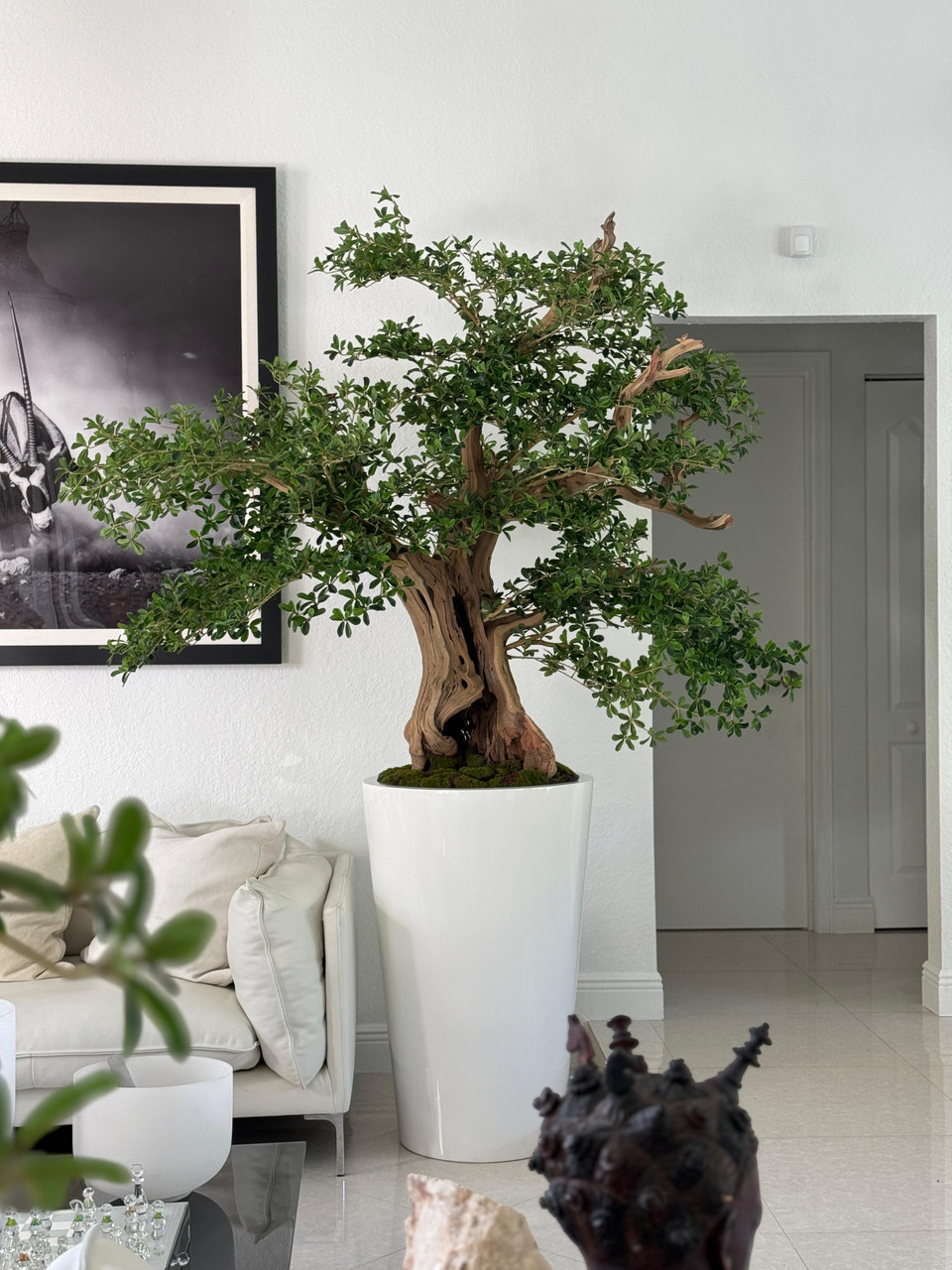 Artificial Black Olive Bonsai Tree in Glossy White Belle Planter