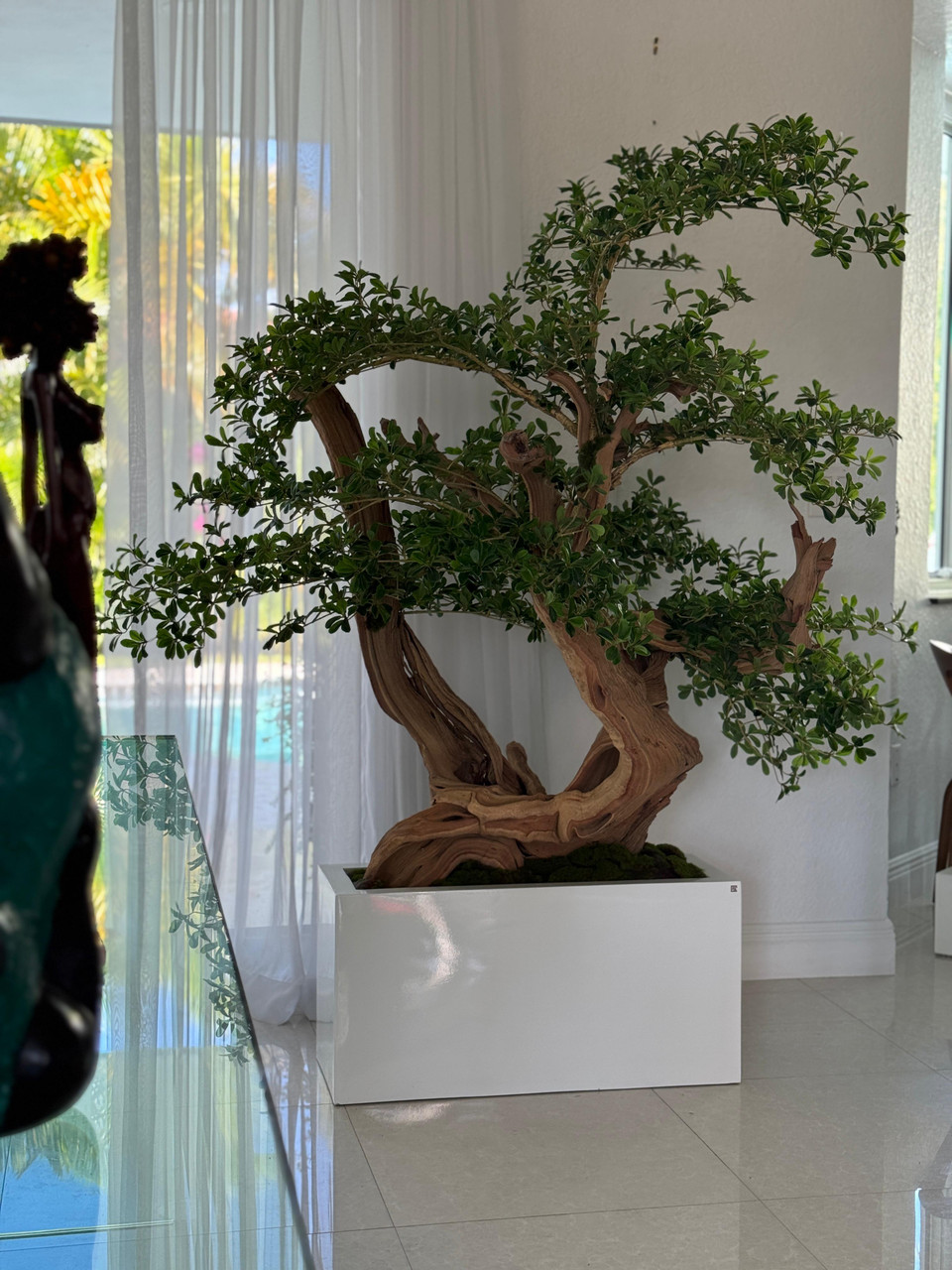 Artificial Black Olive Bonsai Tree in Jort Low Planter